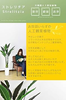 Amazon｜DORIS ドリス 人工光触媒 簡単世話いらず フェイク